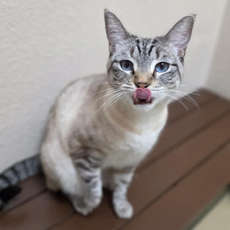 An adult medium-sized female White Siamese cat named Penelope  Chino Hills for adoption in Chino Hills, CA