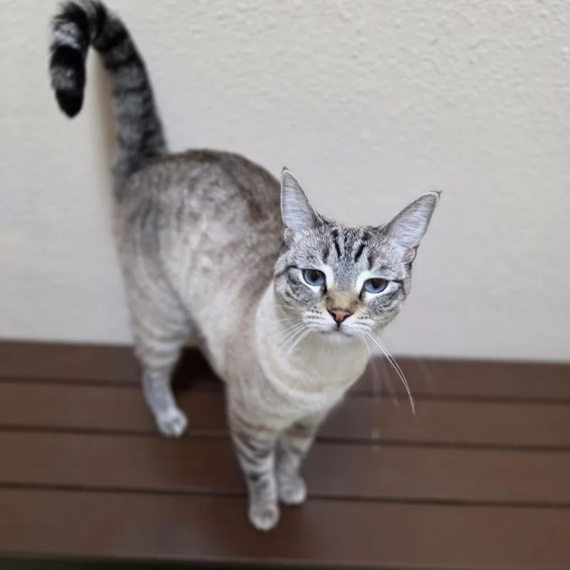 Penelope  Chino Hills thumbnail 5