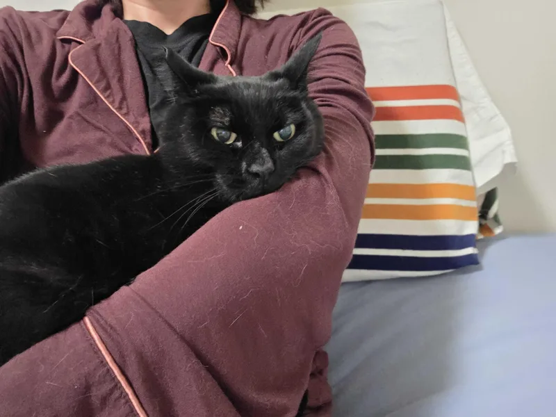An adult medium-sized female Black Domestic Short Hair cat named Nooni for adoption in Seattle, WA