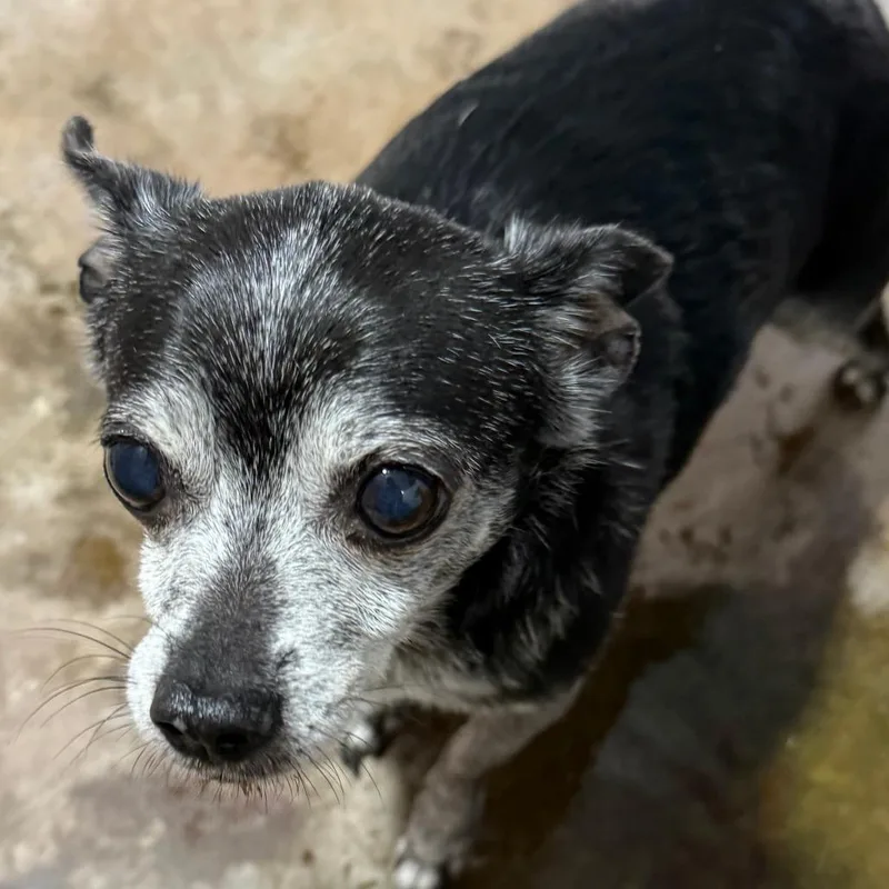 A senior small-sized male Black Chihuahua dog named Tinker for adoption in Washburn, MO