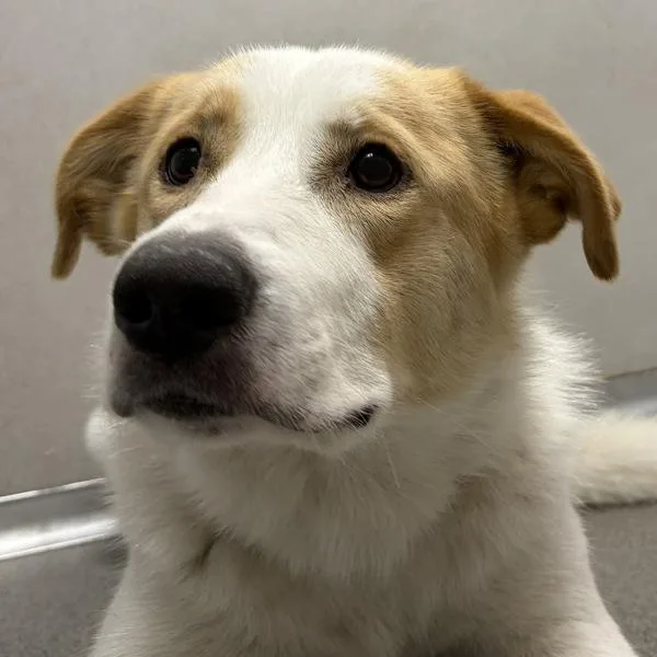 A young large-sized female Shepherd dog named Oakley for adoption in Des Moines, IA