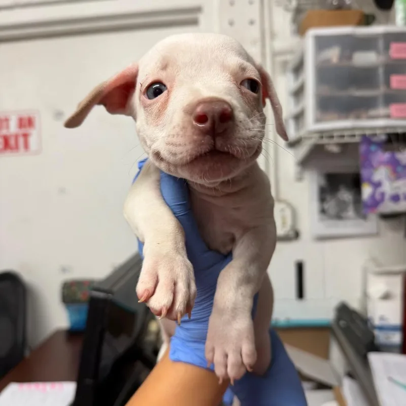 A baby small-sized female Pit Bull Terrier dog named Coconut for adoption in Edinburg, TX