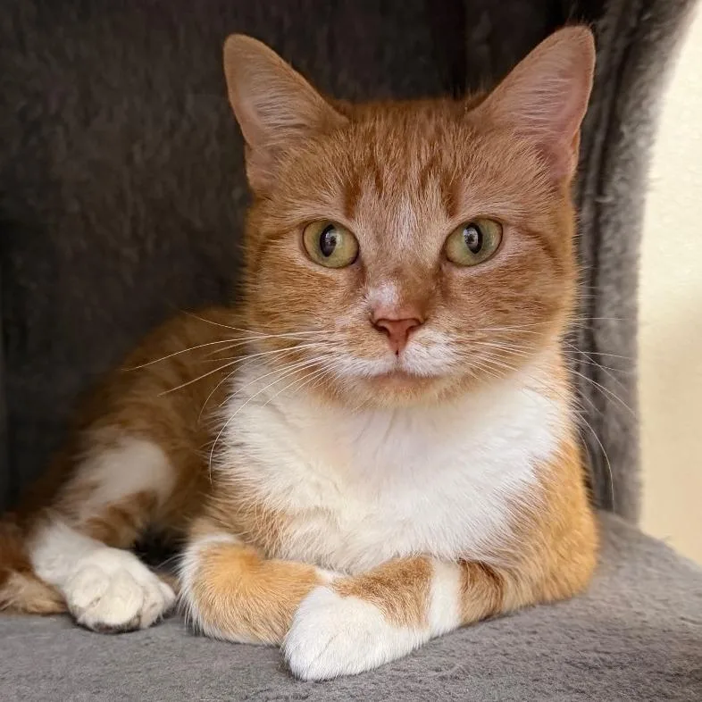 An adult medium-sized female Orange / Red Domestic Short Hair cat named Stuffin for adoption in Blairsville, GA