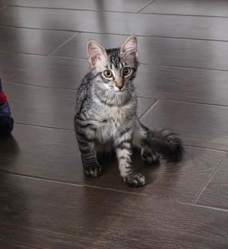 A baby small-sized male Black Tabby cat named Littlefoot Land Before for adoption in Anthem, AZ