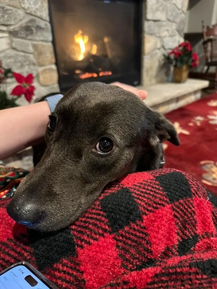 Connelly $ thumbnail 4