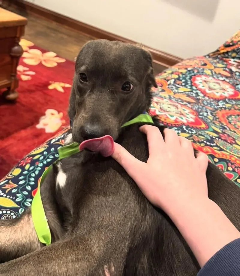 Connelly $ thumbnail 5