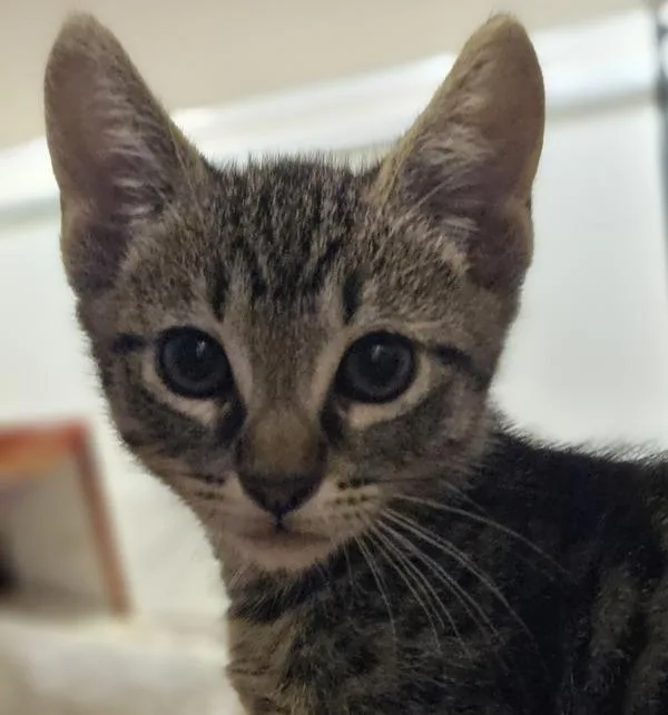 A baby small-sized male Domestic Short Hair cat named Tea for adoption in Oakland, CA