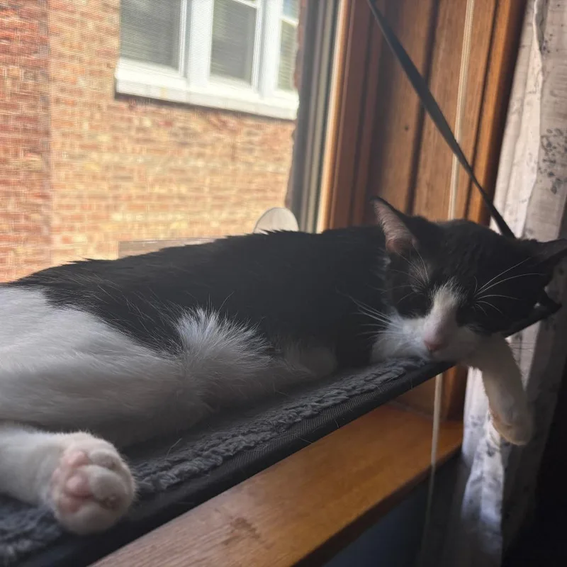 Miss Beans thumbnail 4