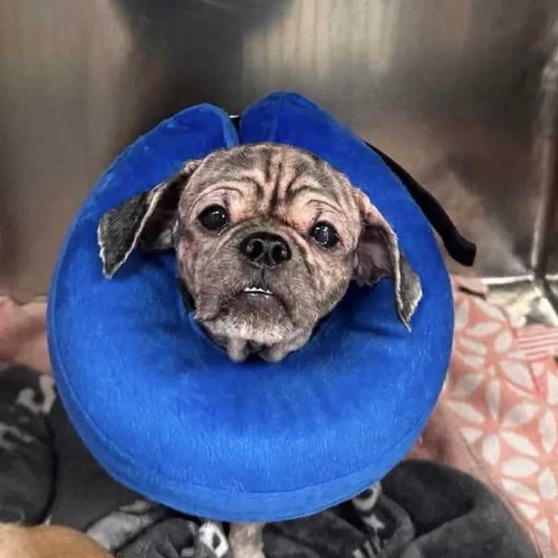 An adult small-sized male Black Mixed Breed dog named Stimpy for adoption in Long Island City, NY