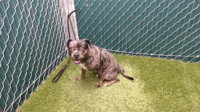 A young medium-sized male French Bulldog dog named Bluey for adoption in Downey, CA