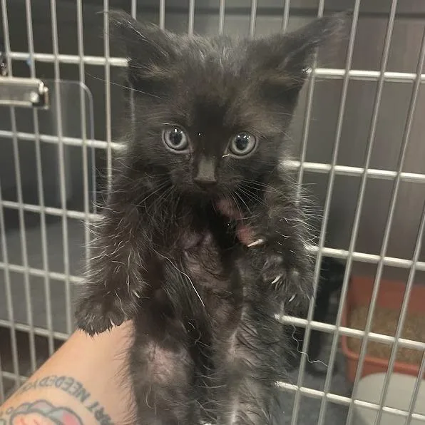 A baby small-sized female Black Domestic Short Hair cat named Bobbidi for adoption in Port Charlotte, FL