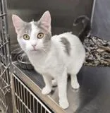 A young medium-sized female Domestic Short Hair cat named Montana for adoption in Woodstock, IL