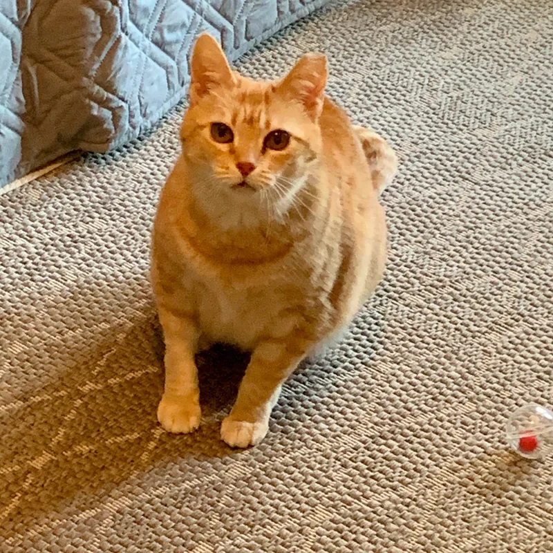 A young medium-sized male Orange & White American Shorthair cat named Clint for adoption in Bonaire, GA