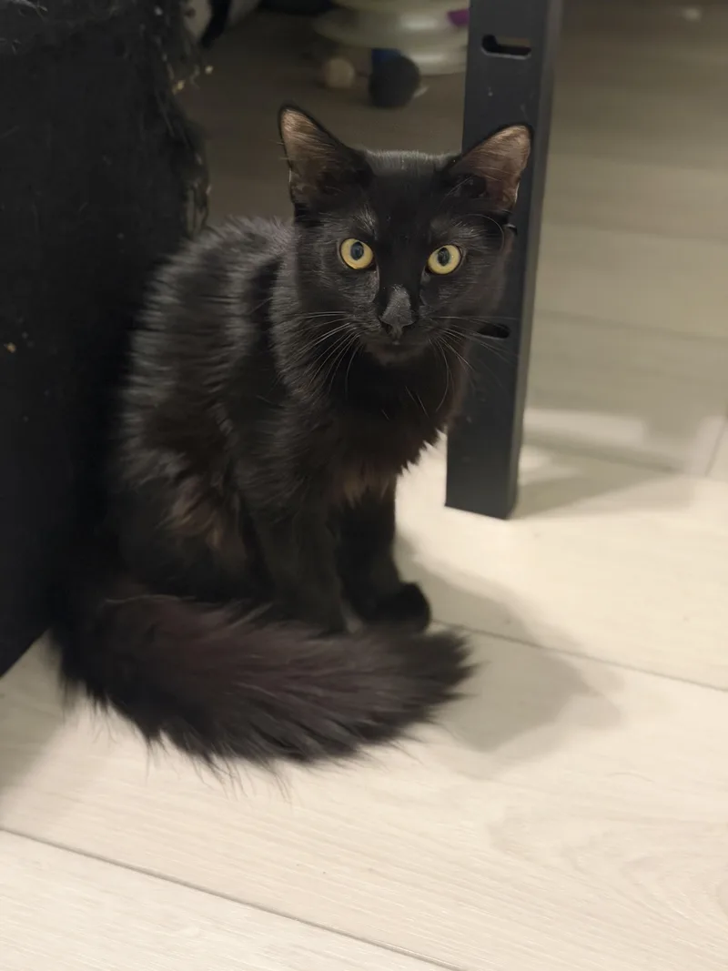 Ninja