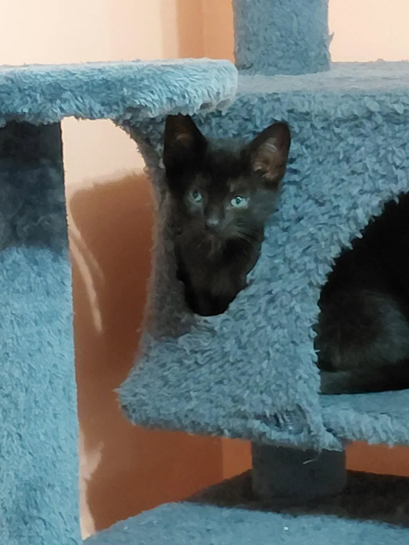 A baby medium-sized female Black Domestic Short Hair cat named PeeWee for adoption in Trenton, NJ
