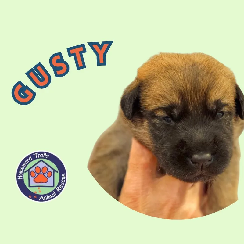 A baby medium-sized male Brown / Chocolate Hound dog named Cammie pup Gusty for adoption in Fairfax Station, VA