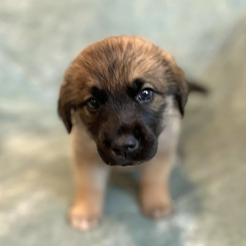 Cammie pup Gusty thumbnail 2