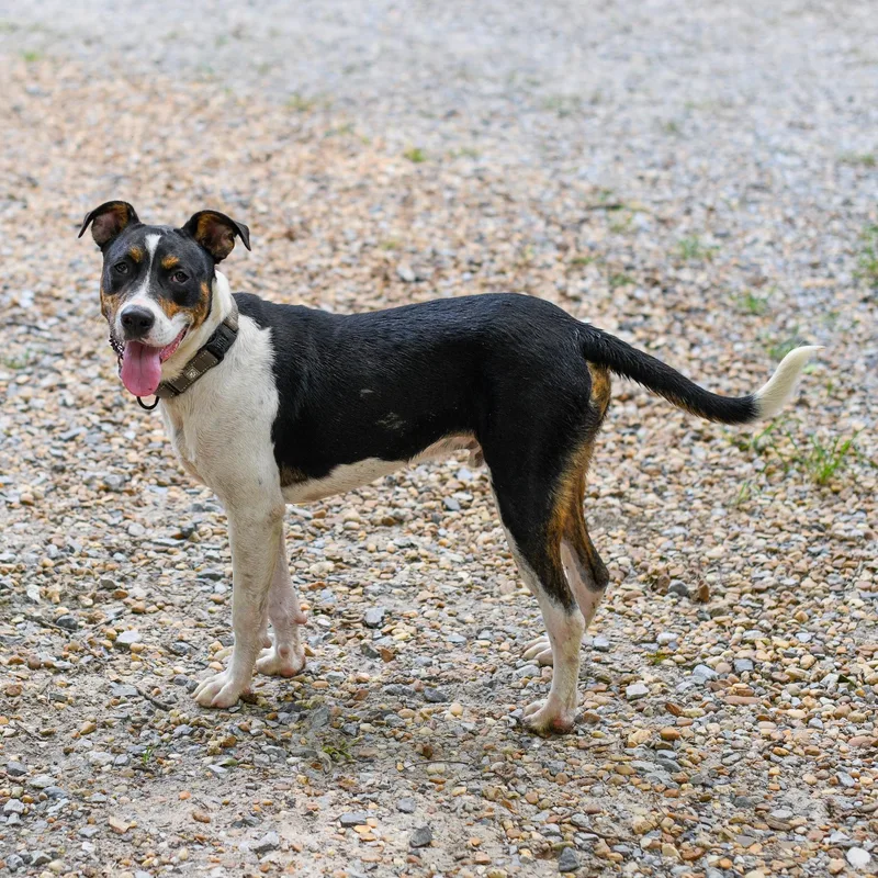 A baby medium-sized male Tricolor (Brown, Black, & White) Mixed Breed dog named Daymon for adoption in BONIFAY, FL