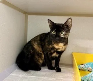 A young medium-sized female Calico Domestic Short Hair cat named Rhonda for adoption in Winter Haven, FL