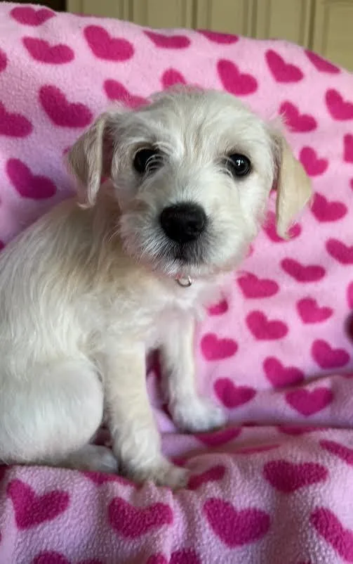 A baby small-sized female White / Cream Maltese dog named Poppy for adoption in Fresno, CA