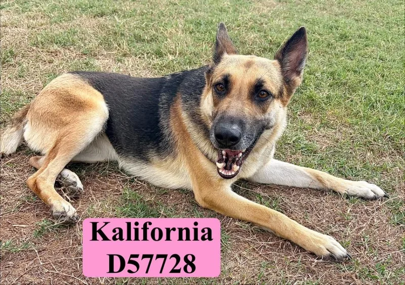 A young medium-sized female German Shepherd Dog dog named Kalifornia for adoption in Clarksville, TN