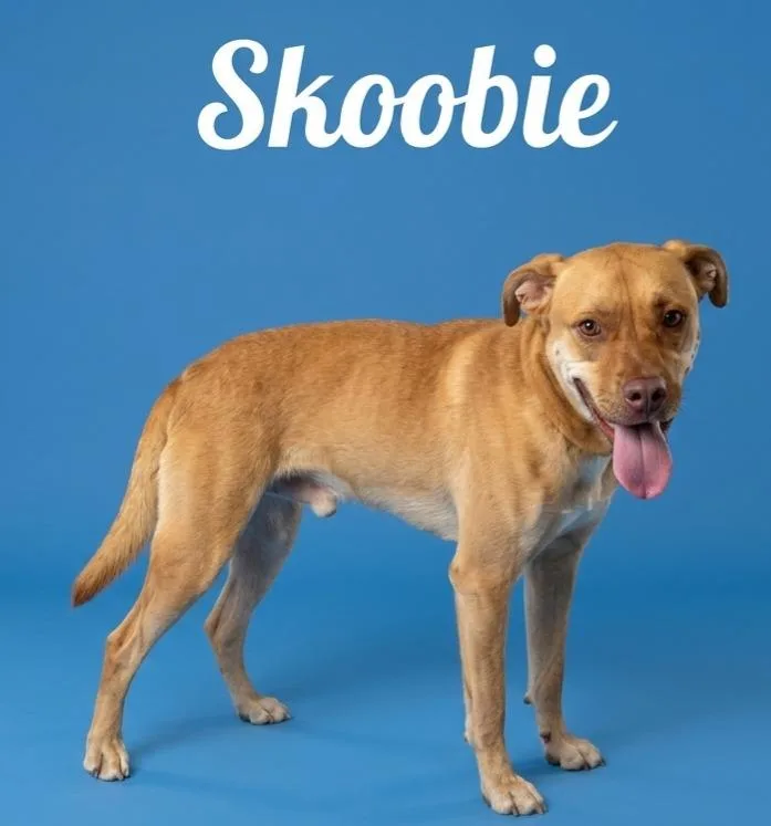 A young medium-sized male Terrier dog named Skoobie for adoption in Rutherfordton, NC