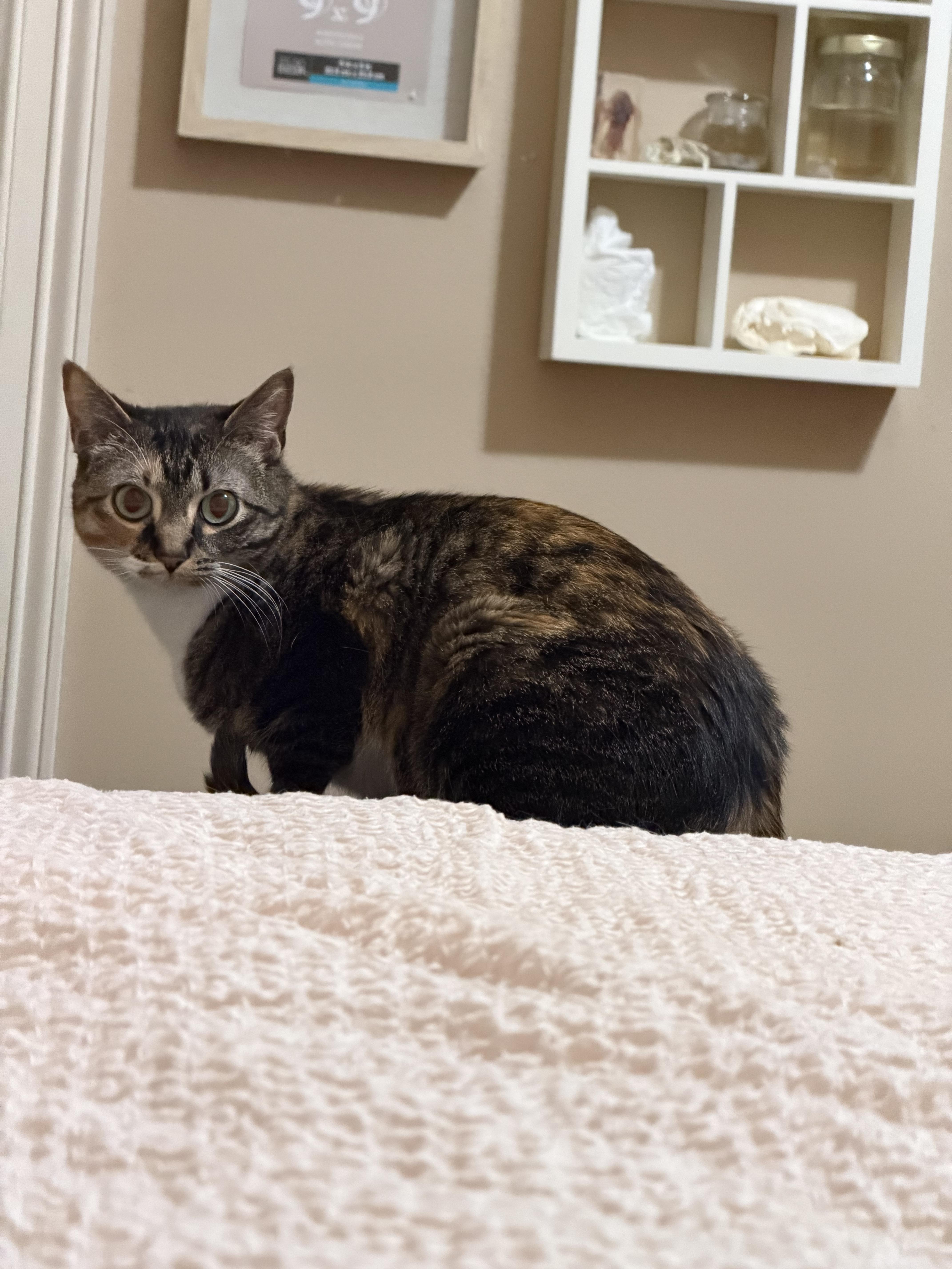 An adult small-sized female Torbie Torbie cat named Miss Mew  Rf for adoption in Spring, TX