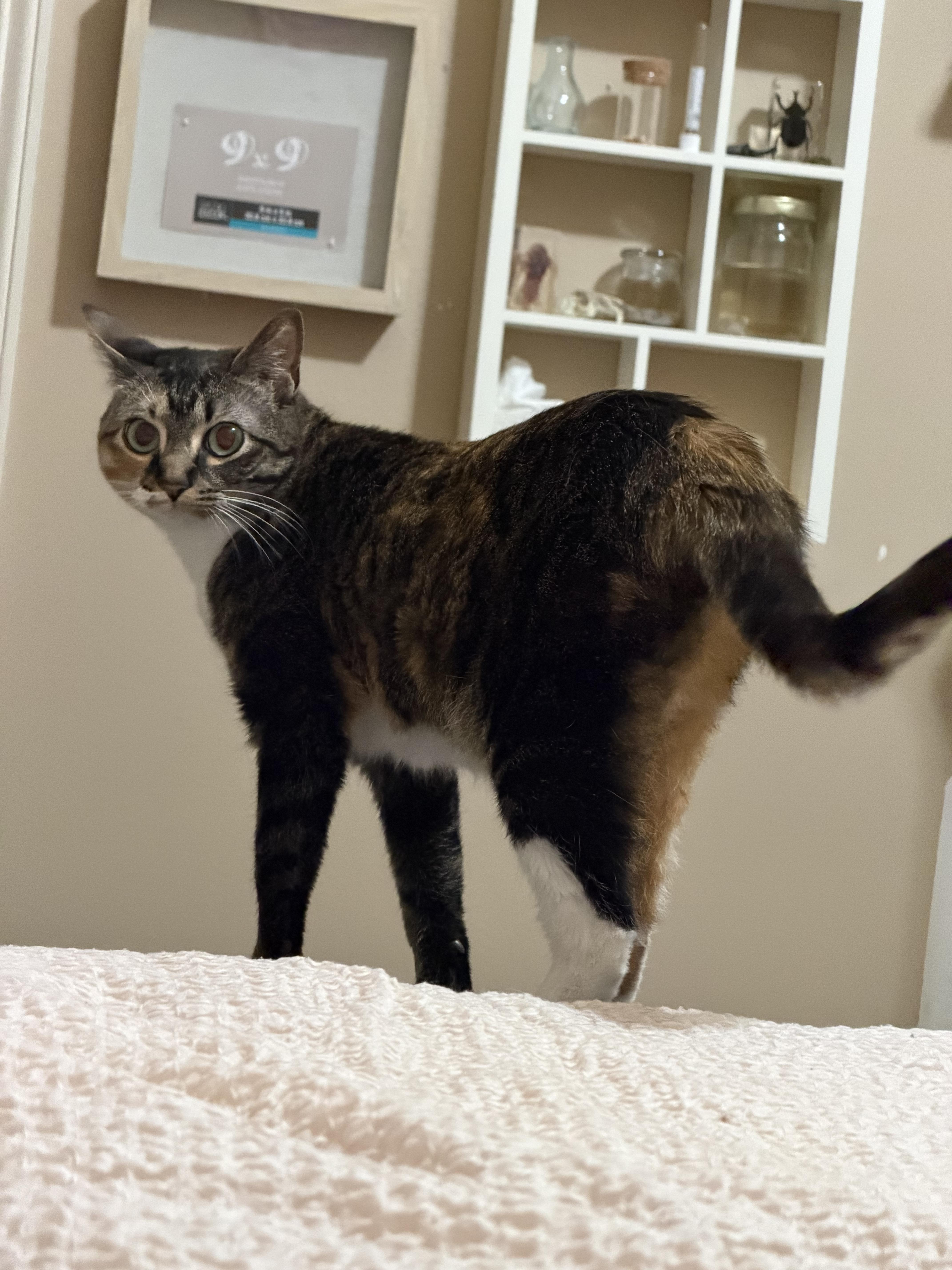 Miss Mew  Rf thumbnail 2