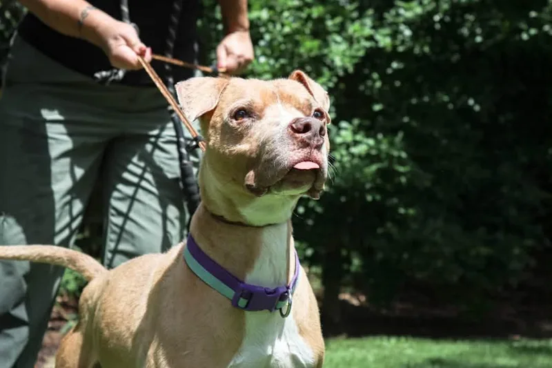 A senior medium-sized male Apricot / Beige Pit Bull Terrier dog named Boogie for adoption in Houston, TX