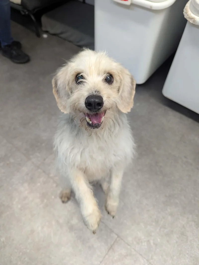 A senior small-sized male White / Cream Beagle dog named Seymour for adoption in Delhi, NY