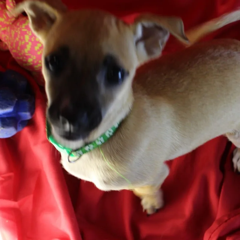 Mochi thumbnail 3