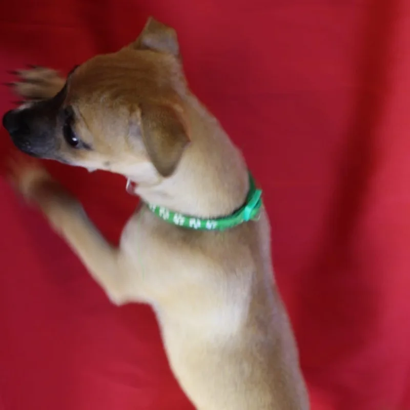 Mochi thumbnail 4