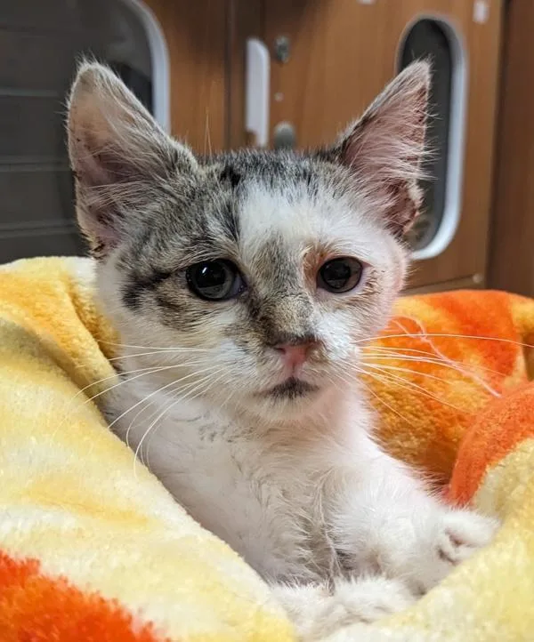 A baby small-sized female Domestic Short Hair cat named PizzaPizza for adoption in El Cajon, CA