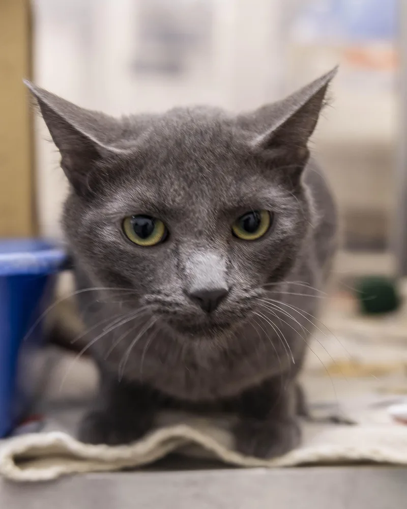 A baby medium-sized male Gray / Blue / Silver Domestic Short Hair cat named Rimbo for adoption in Millville, UT