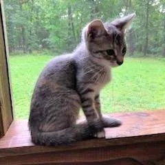 A baby small-sized female Torbie Domestic Short Hair cat named Mighty for adoption in Brownsboro, AL