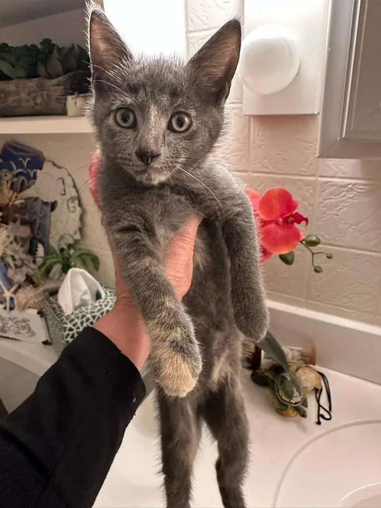 A baby medium-sized female Domestic Short Hair cat named Penelope Pussycat for adoption in Parkville, MD