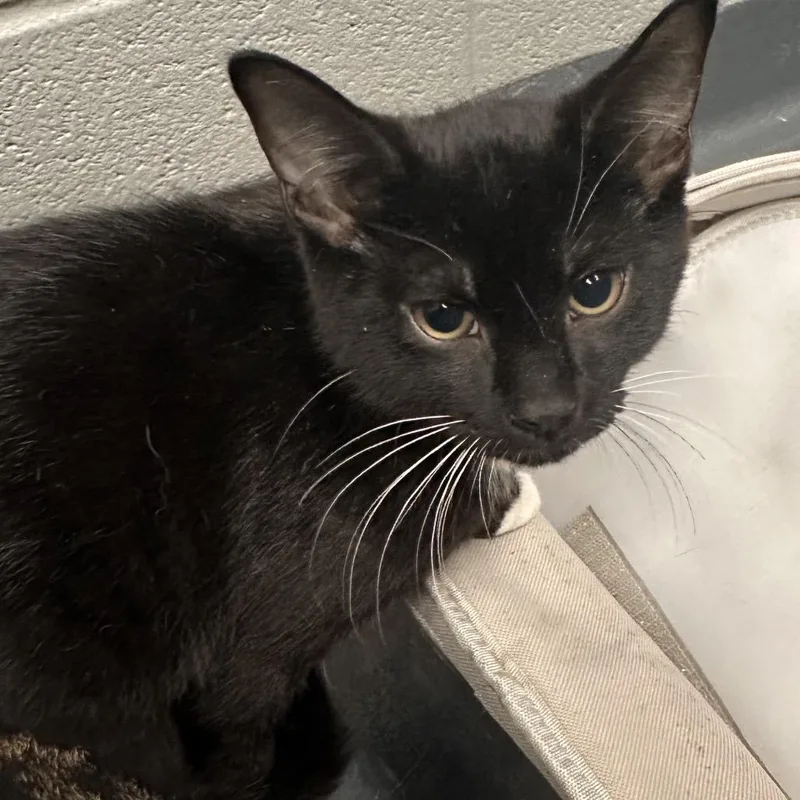 A baby small-sized male Black Domestic Short Hair cat named Dale for adoption in Allentown, PA