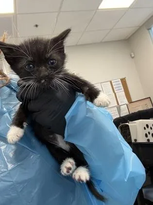 A baby small-sized male Domestic Short Hair cat named Walter White for adoption in Fresno, CA