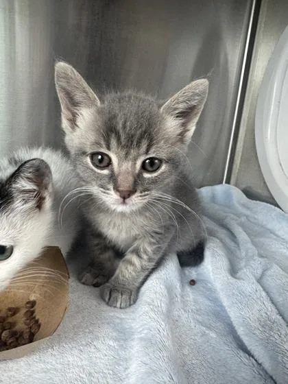 A baby small-sized male Domestic Short Hair cat named Katrina for adoption in West Chester, PA