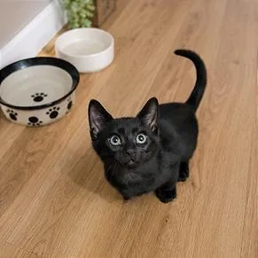 A baby small-sized male Black Domestic Short Hair cat named Jiminy for adoption in Plainfield, IL