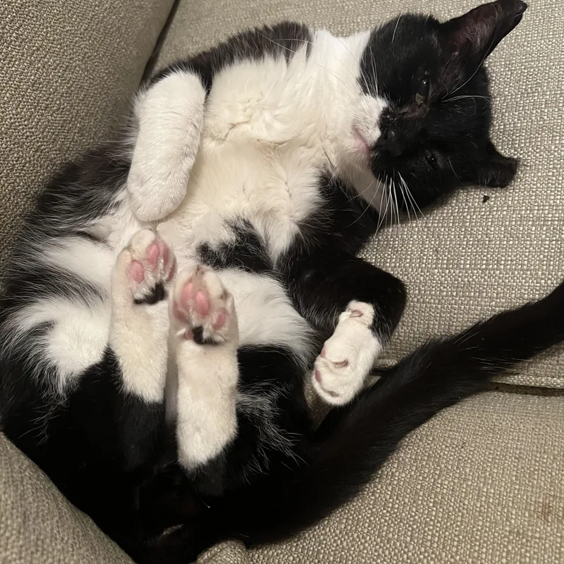An adult large-sized male Black & White / Tuxedo Tuxedo cat named Alex  Loyal Companion for adoption in New York, NY