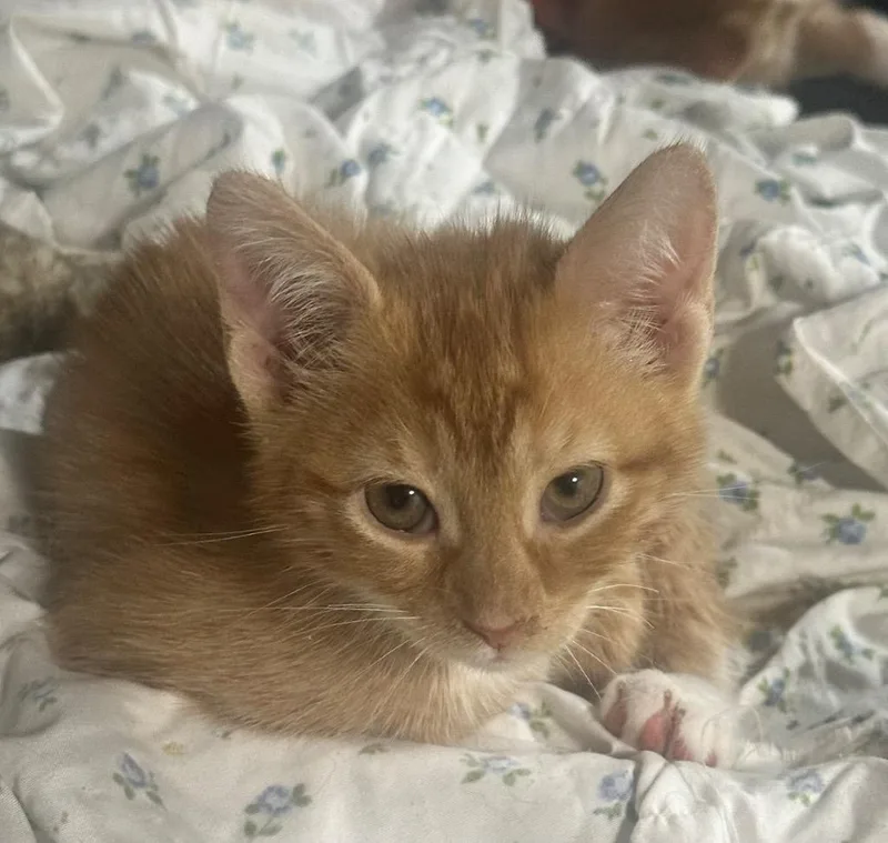 A baby medium-sized male Domestic Short Hair cat named Pumpkin for adoption in New York, NY