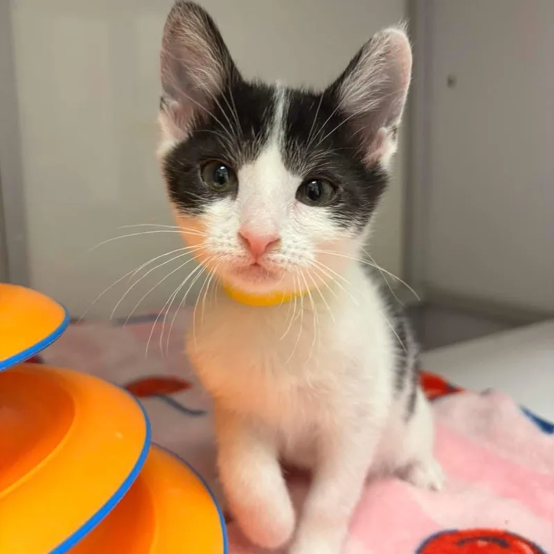 A baby medium-sized female Black & White / Tuxedo Domestic Short Hair cat named Tortellini for adoption in White Oak, PA