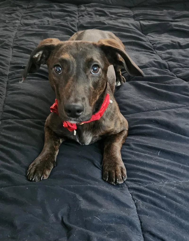 An adult small-sized female Dachshund dog named Daisy for adoption in Stover, MO