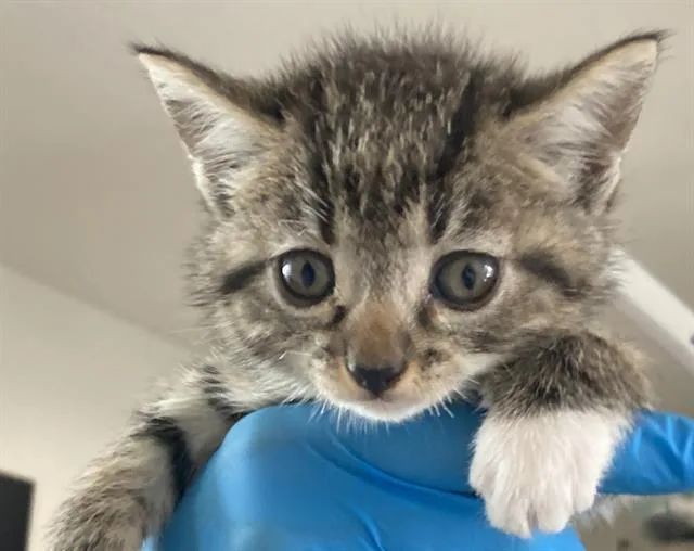 A baby small-sized female Domestic Short Hair cat named Ciara for adoption in Long Beach, CA