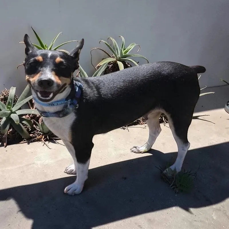 An adult small-sized female Rat Terrier dog named Denali for adoption in Hollywood, FL