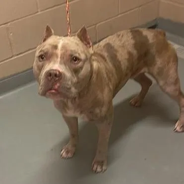 An adult large-sized male Gray / Blue / Silver Pit Bull Terrier dog named Kayne for adoption in Tacoma, WA