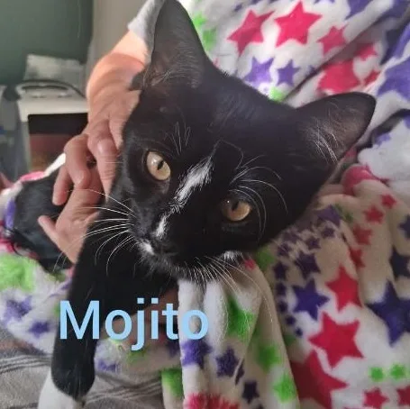 A baby medium-sized male Black & White / Tuxedo Domestic Short Hair cat named Mojito for adoption in Springfield, OR