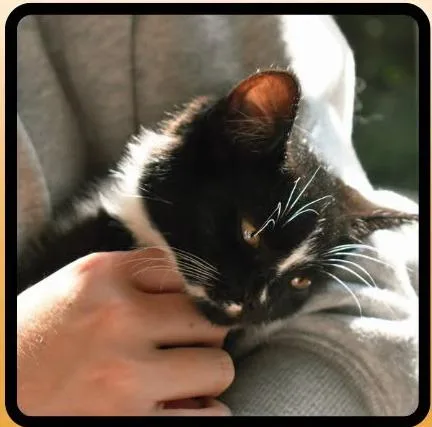 Mojito thumbnail 2