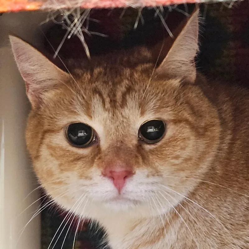 An adult large-sized male Orange / Red Domestic Short Hair cat named Cheeto for adoption in Greenville, SC